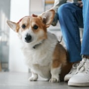 En corgi sidder og venter