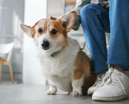 En corgi sidder og venter