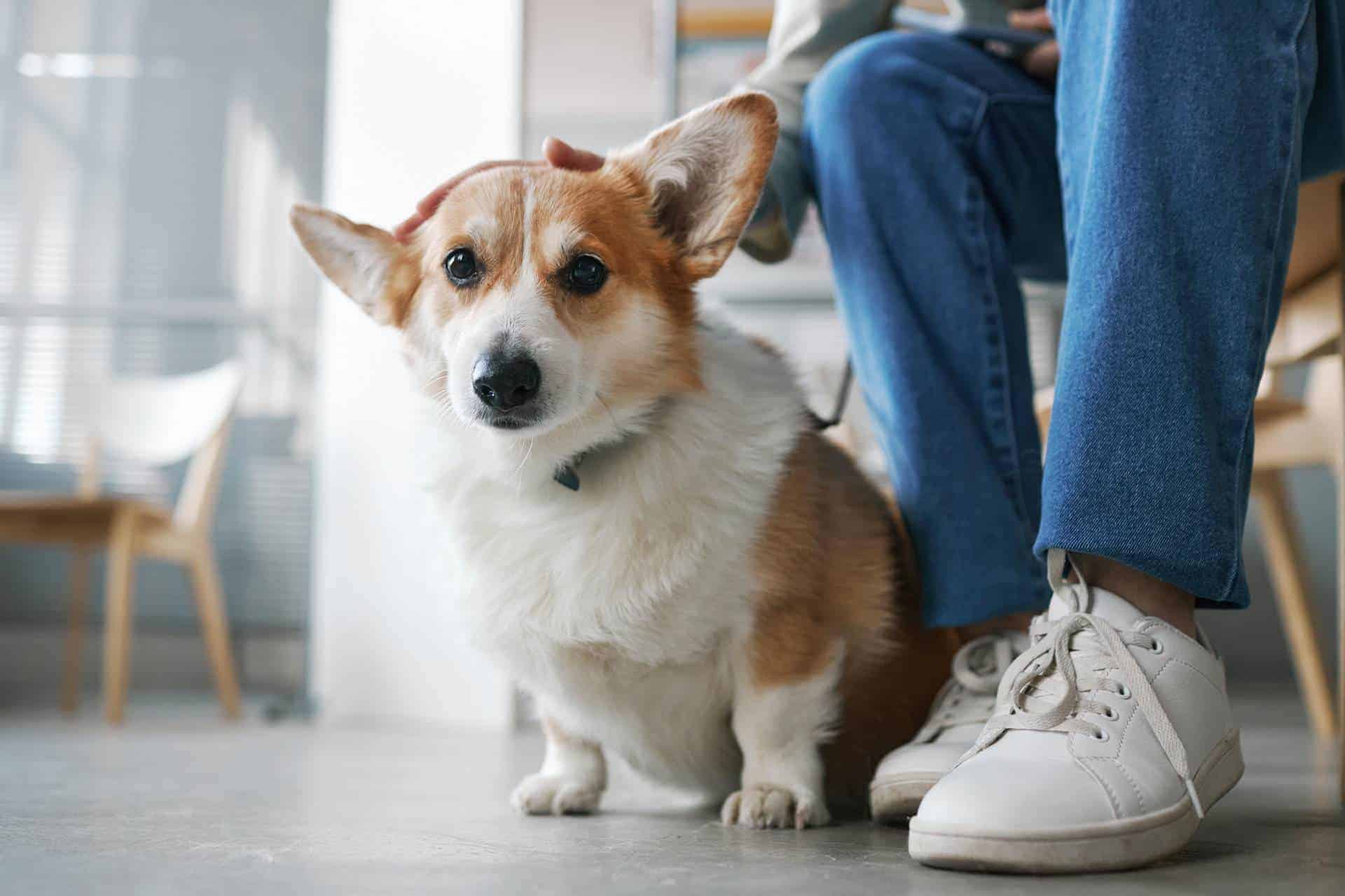 En corgi sidder og venter