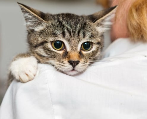 Kat på besøg hos dyrlæge