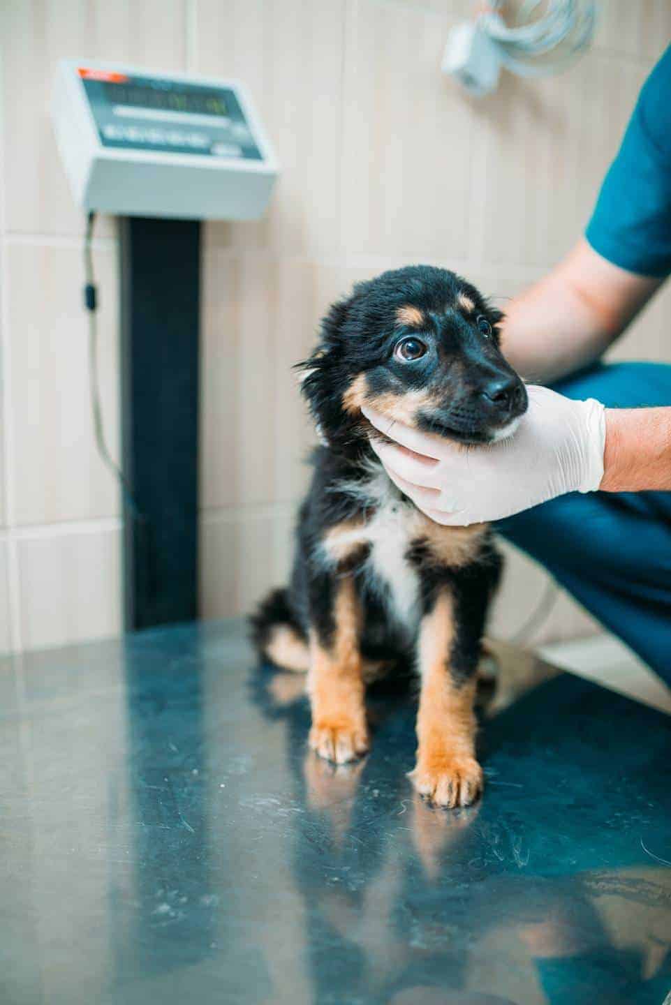 Undersøgelse af hund hos dyrlæge