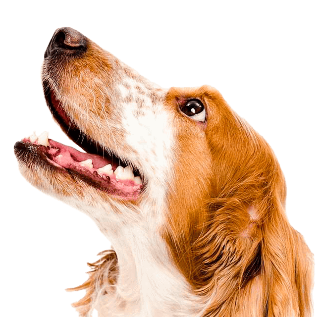 Behandlinger til hund