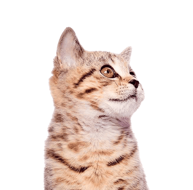 Behandlinger til kat