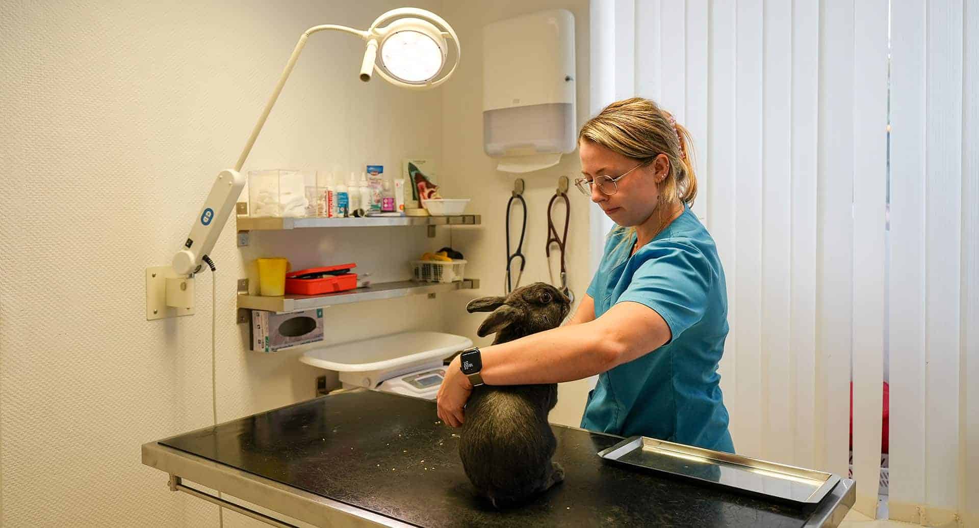 Undersøgelse af en kanin