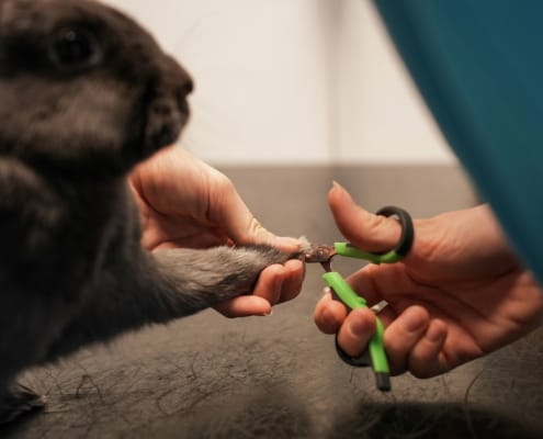 Negleklipning til gnavere