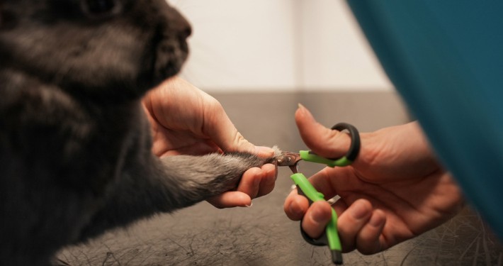 Negleklipning til gnavere