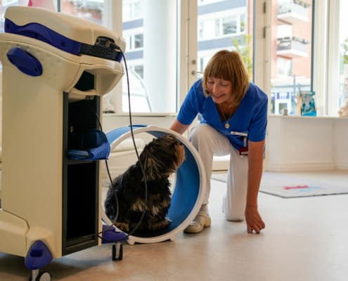 Venlige dyrlæger fra Lindevang dyreklinik på hjemmebesøg