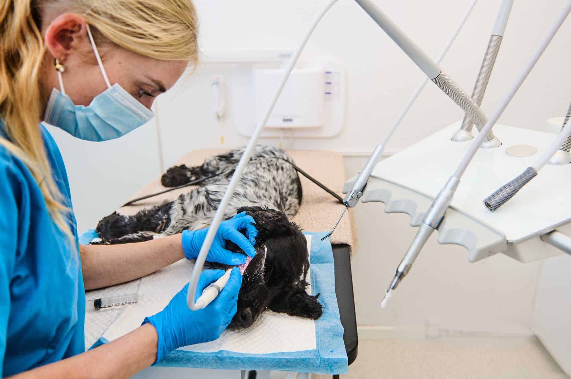 Dygtig dyrlæge hjælper med hunds tandproblemer