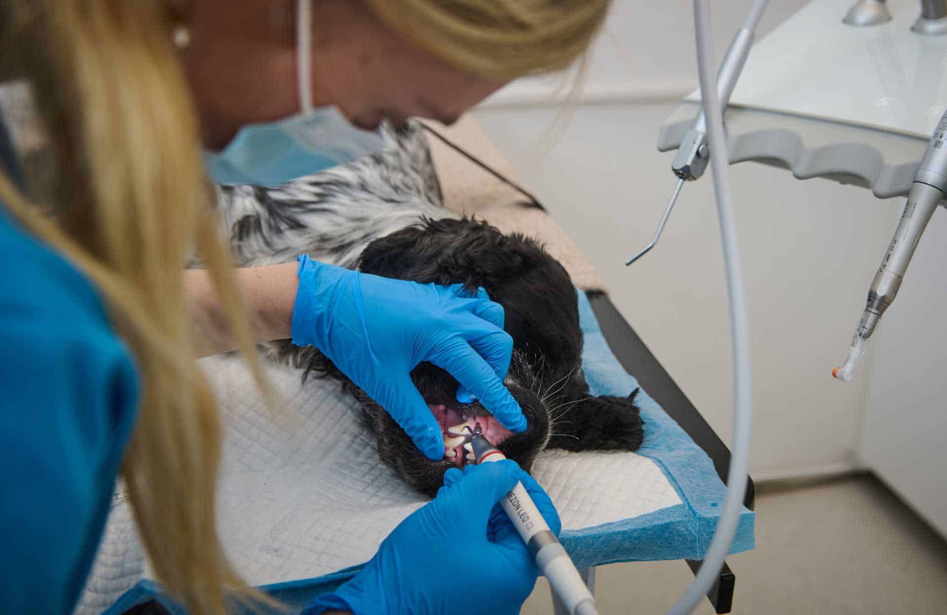 Medarbejder fra Lindevang Dyreklinik i gang med en tandrens på en hund. 